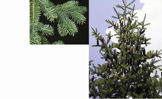 balsam fir
