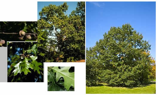 black oak