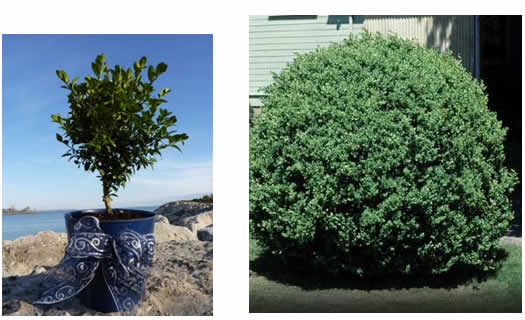 boxwood