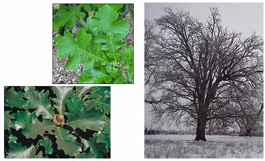 bur oak