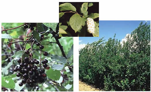 choke cherry