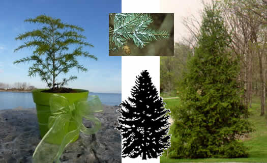 eastern hemlock