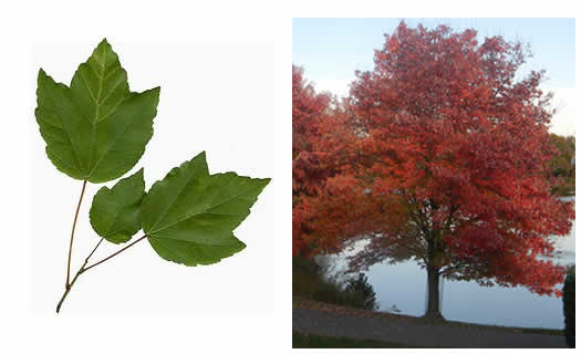red maple