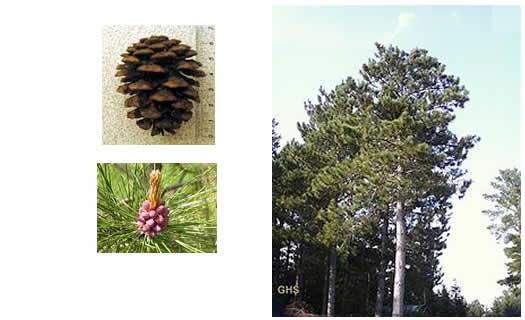 rled pine