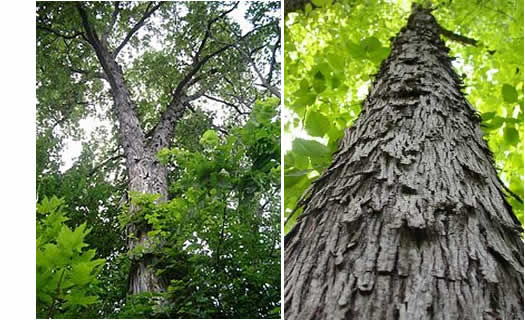 shagbark hickory