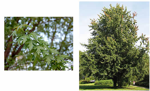 silver maple