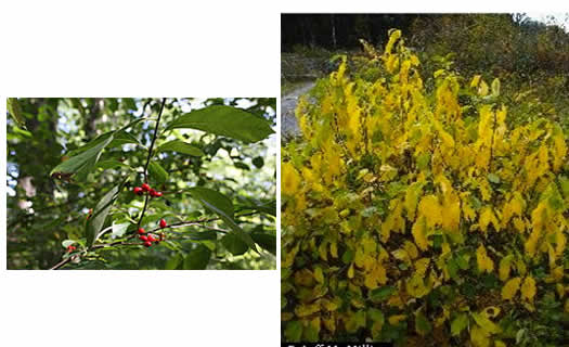 spicebush