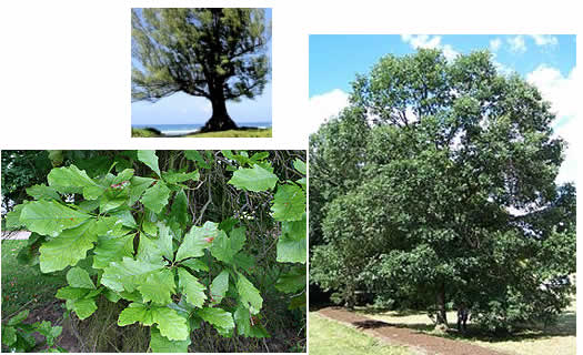 swamp white oak