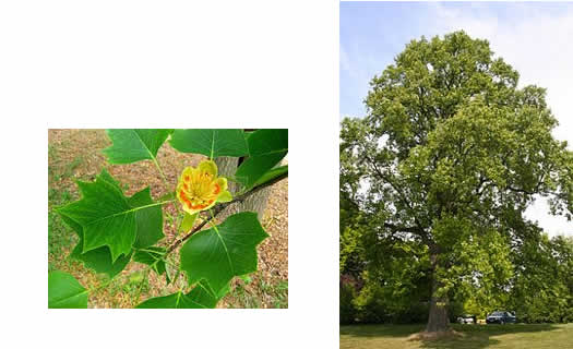 tulip tree