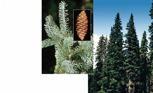 white spruce